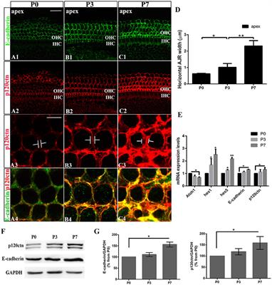 Junctional E-cadherin/p120-catenin Is Correlated with the Absence of Supporting Cells to Hair Cells Conversion in Postnatal Mice Cochleae